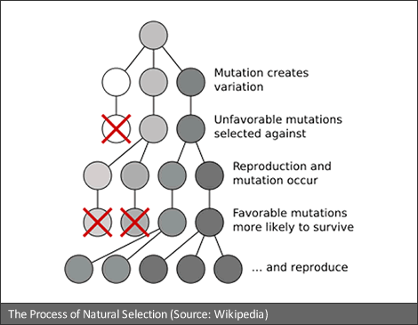 natural selection